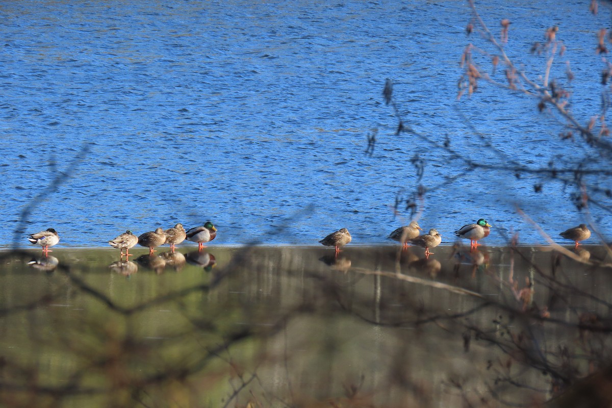 マガモ - ML646736219