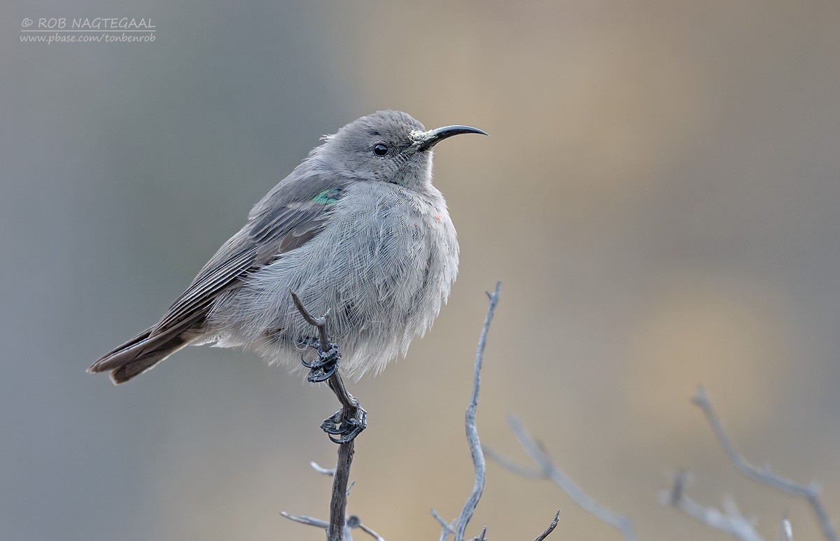 Southern Double-collared Sunbird - ML646736227