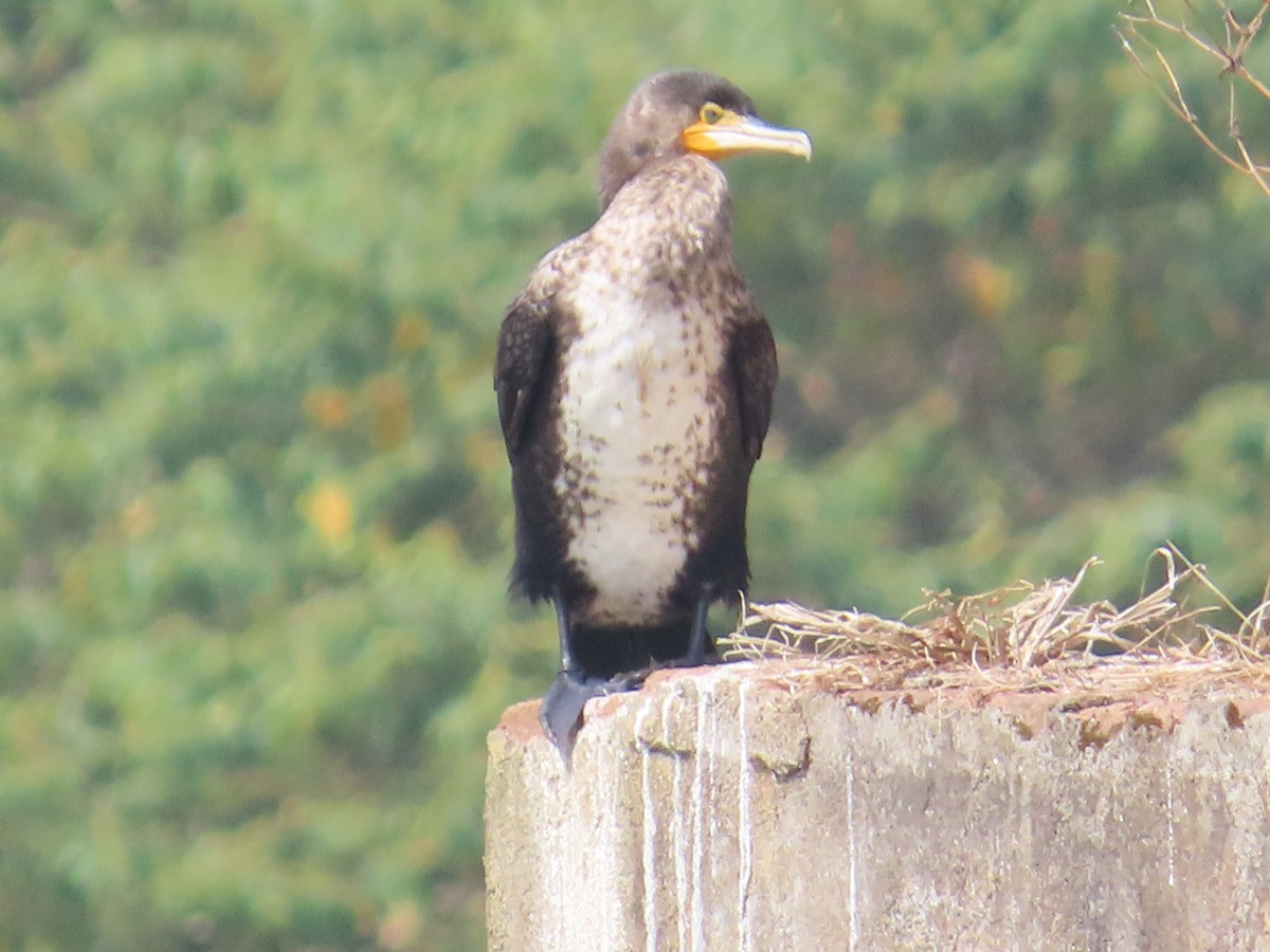 Тураг гогой - ML646736230