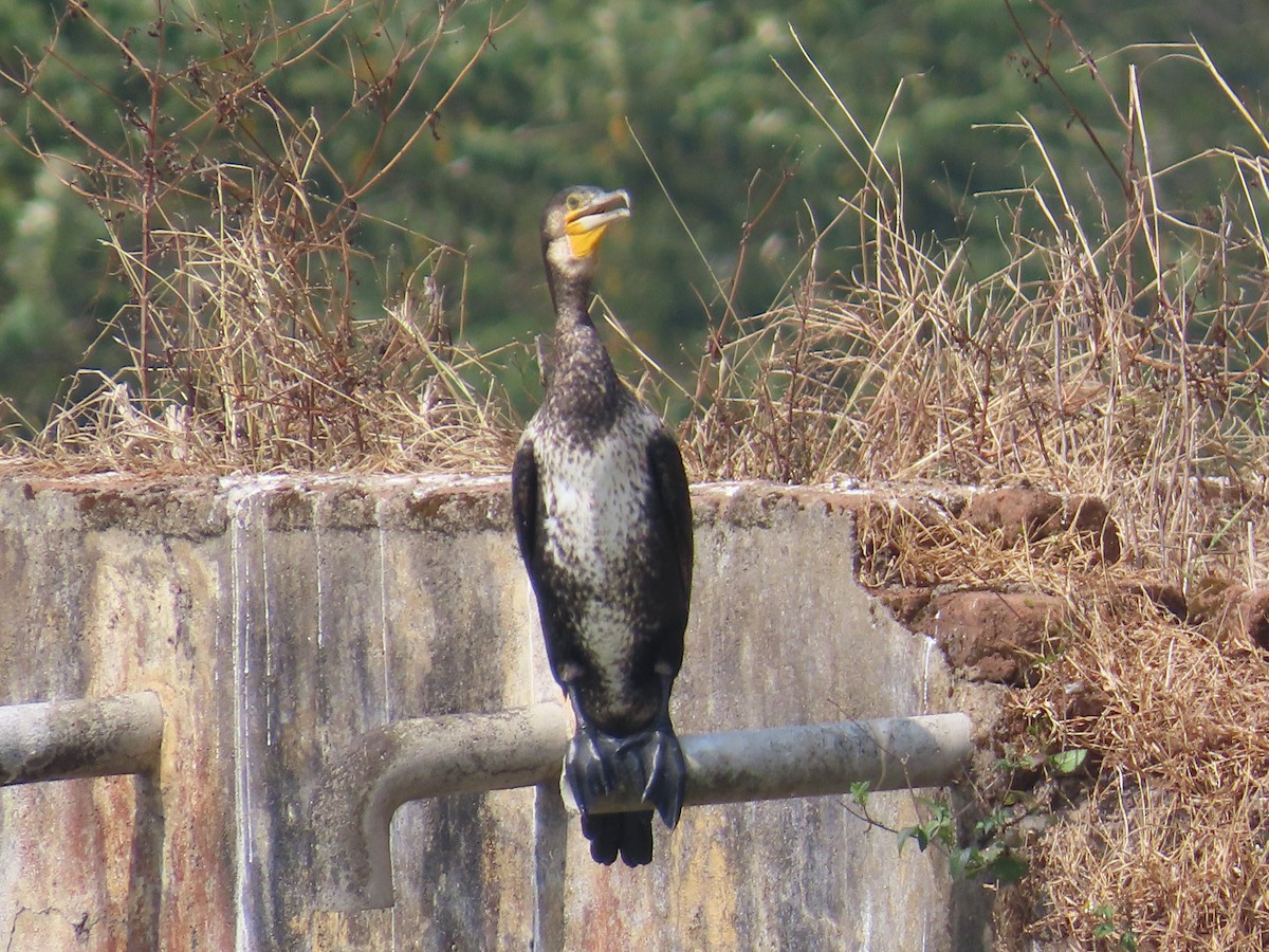 Тураг гогой - ML646736231