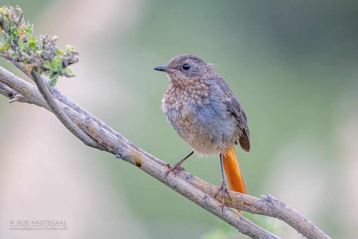 Cape Robin-Chat - ML646736232