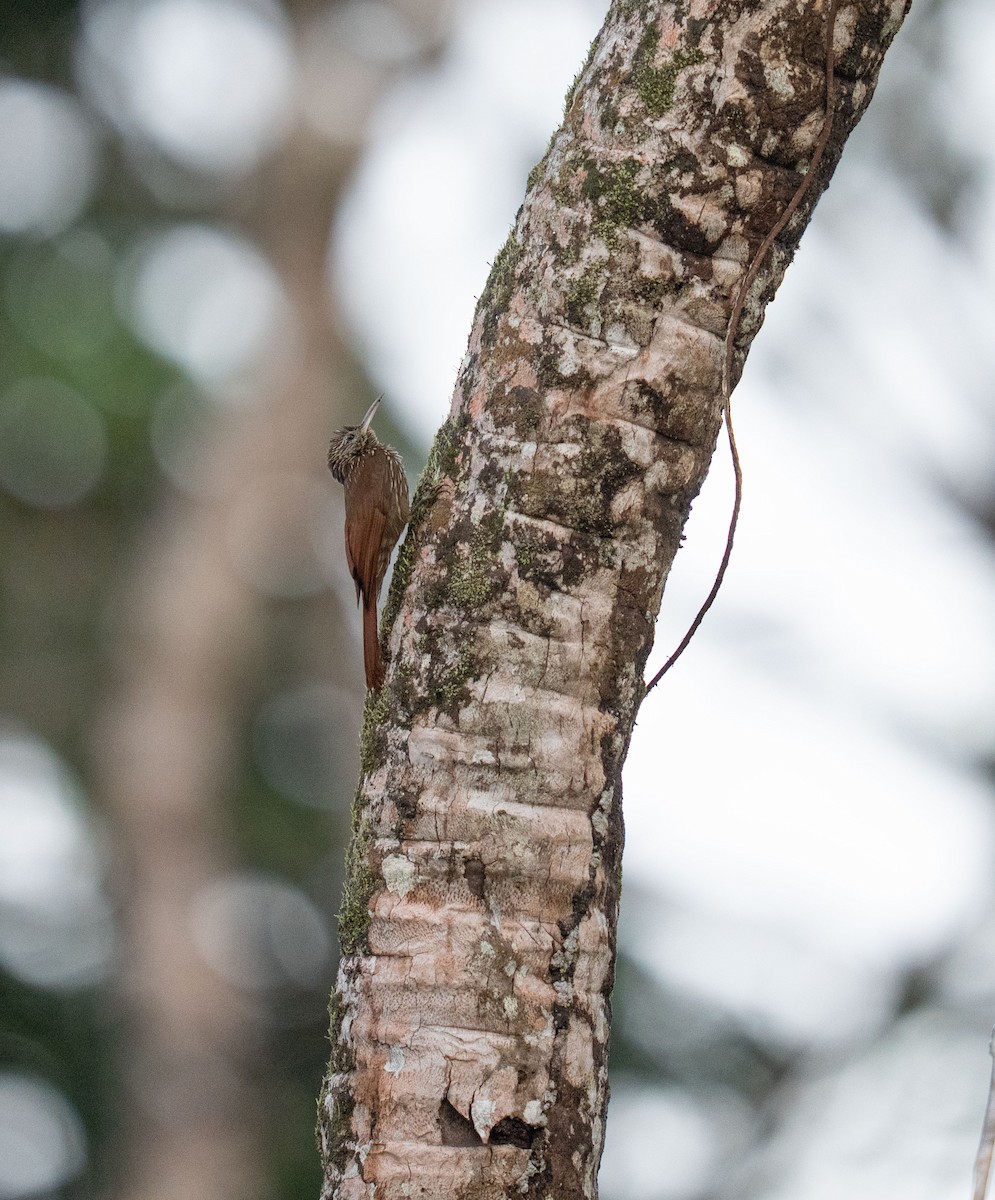 Streak-headed Woodcreeper - ML646736235