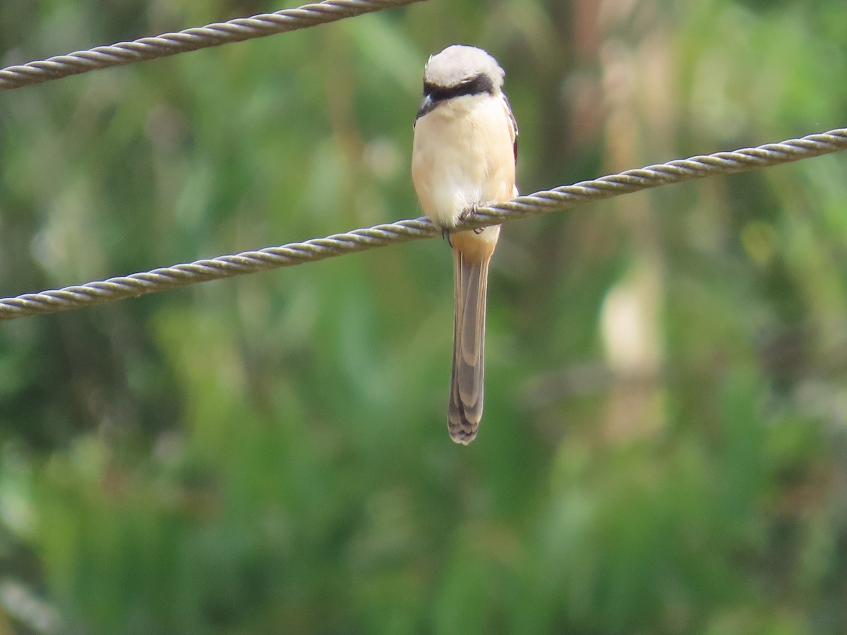 Алаг дунхай - ML646736240