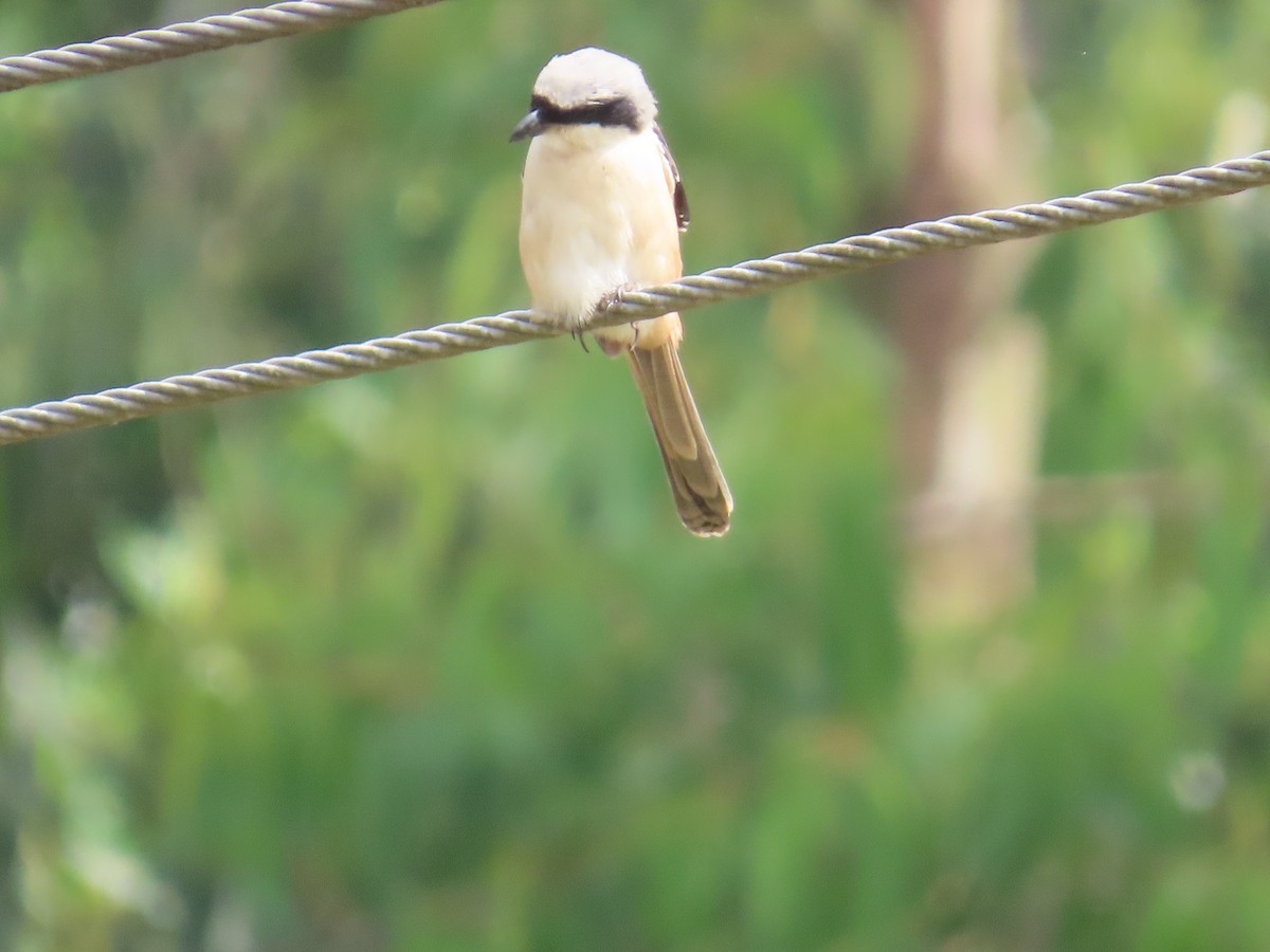 Алаг дунхай - ML646736242