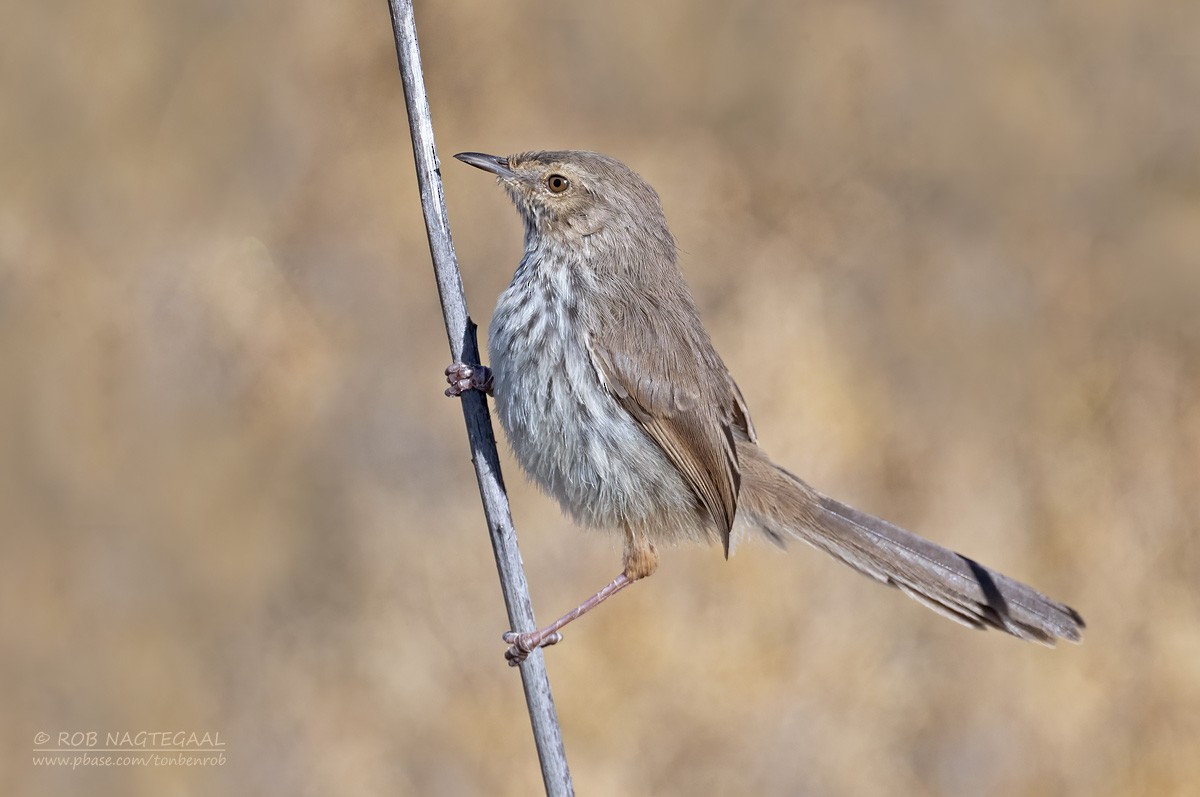 Karoo Prinia - ML646736245