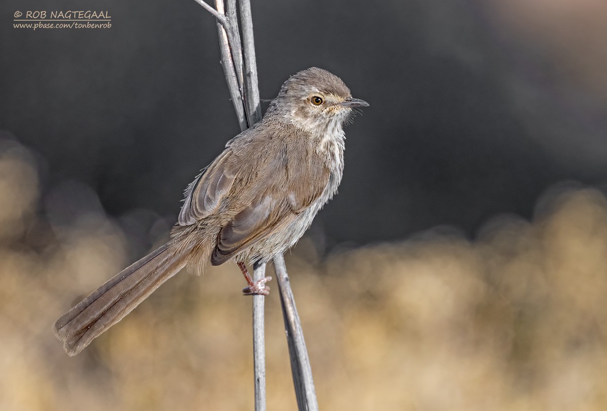 Karoo Prinia - ML646736246