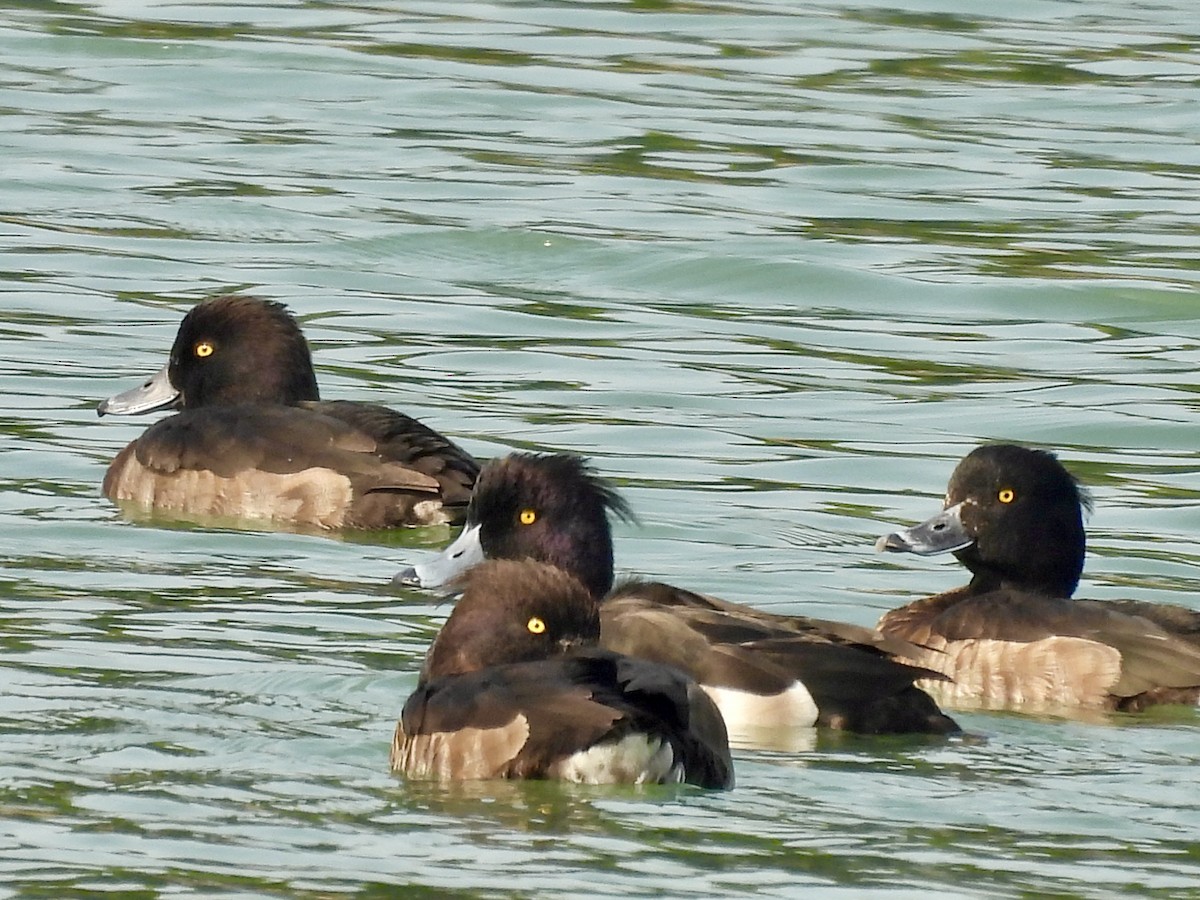 Tufted Duck - ML646736247