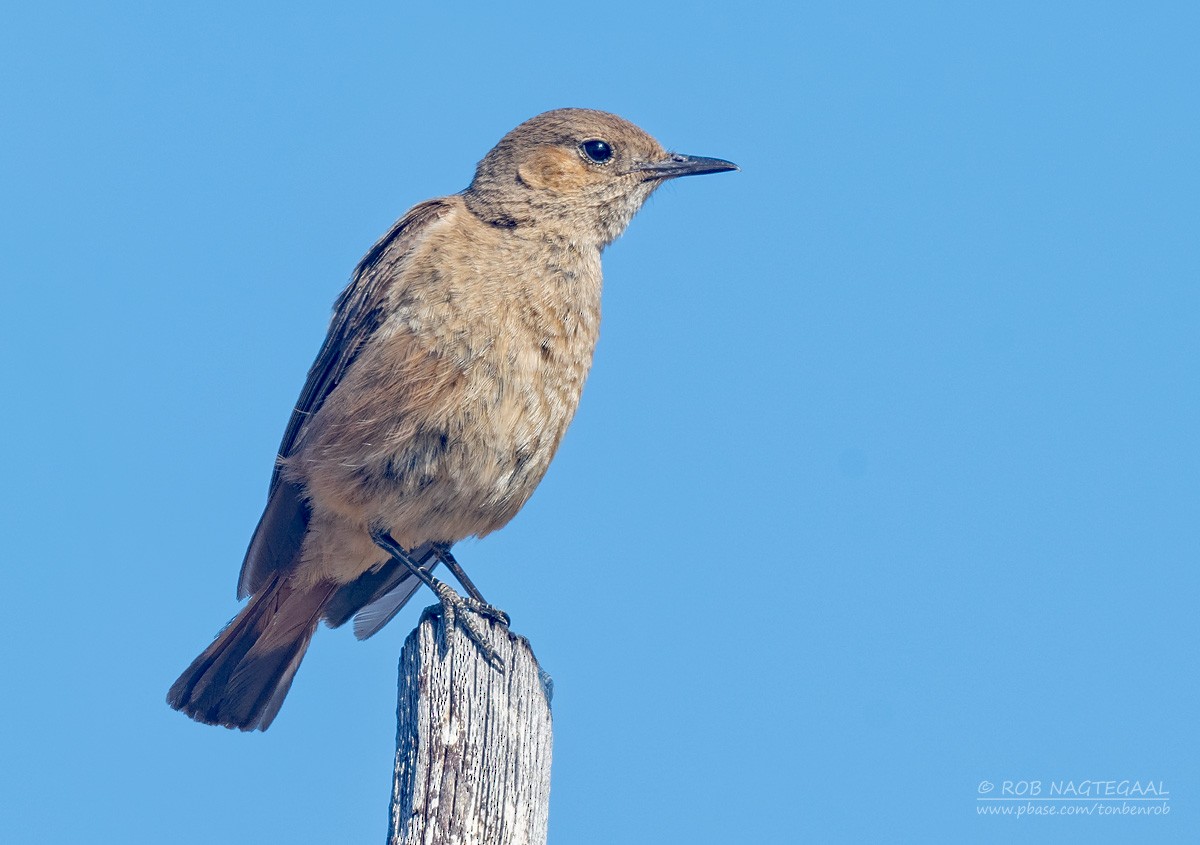 Familiar Chat - ML646736248