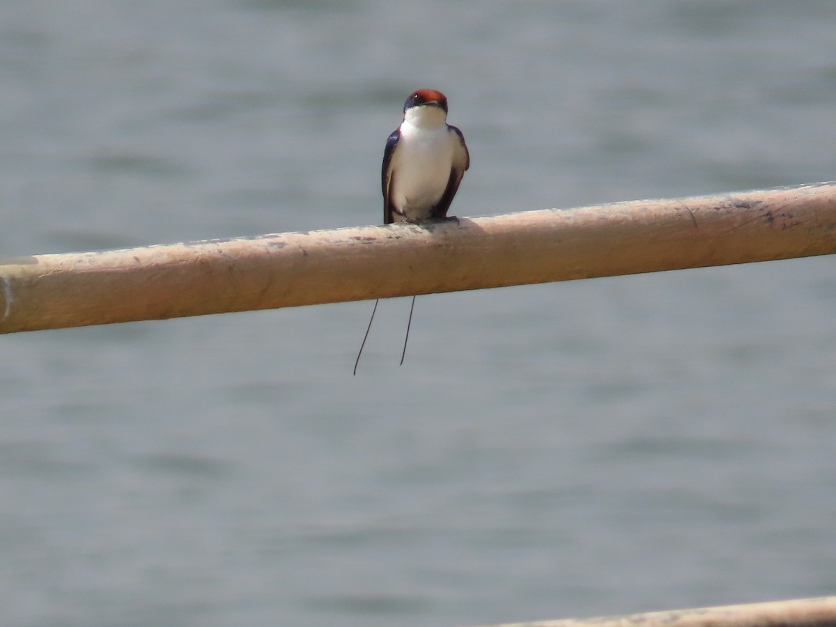 Wire-tailed Swallow - ML646736250