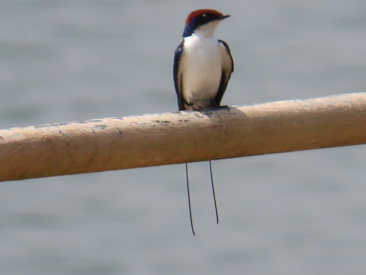 Wire-tailed Swallow - ML646736251
