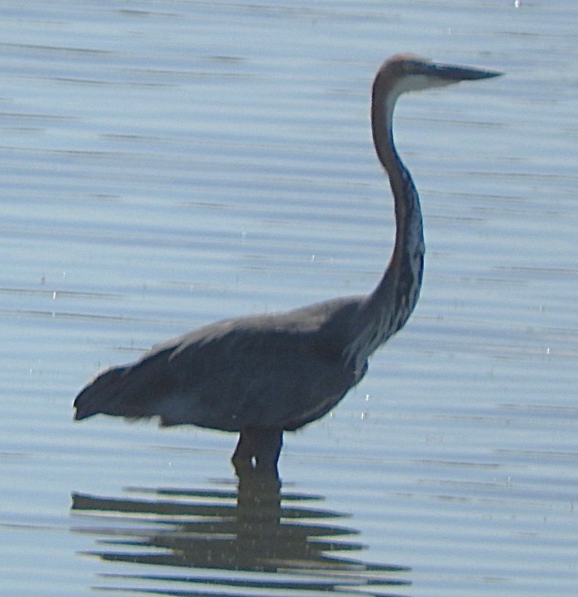 Goliath Heron - ML646736252
