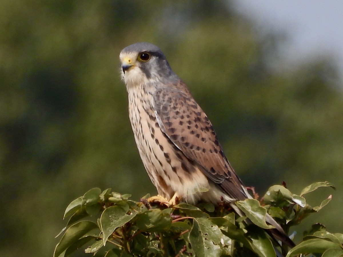 Eurasian Kestrel - ML646736255