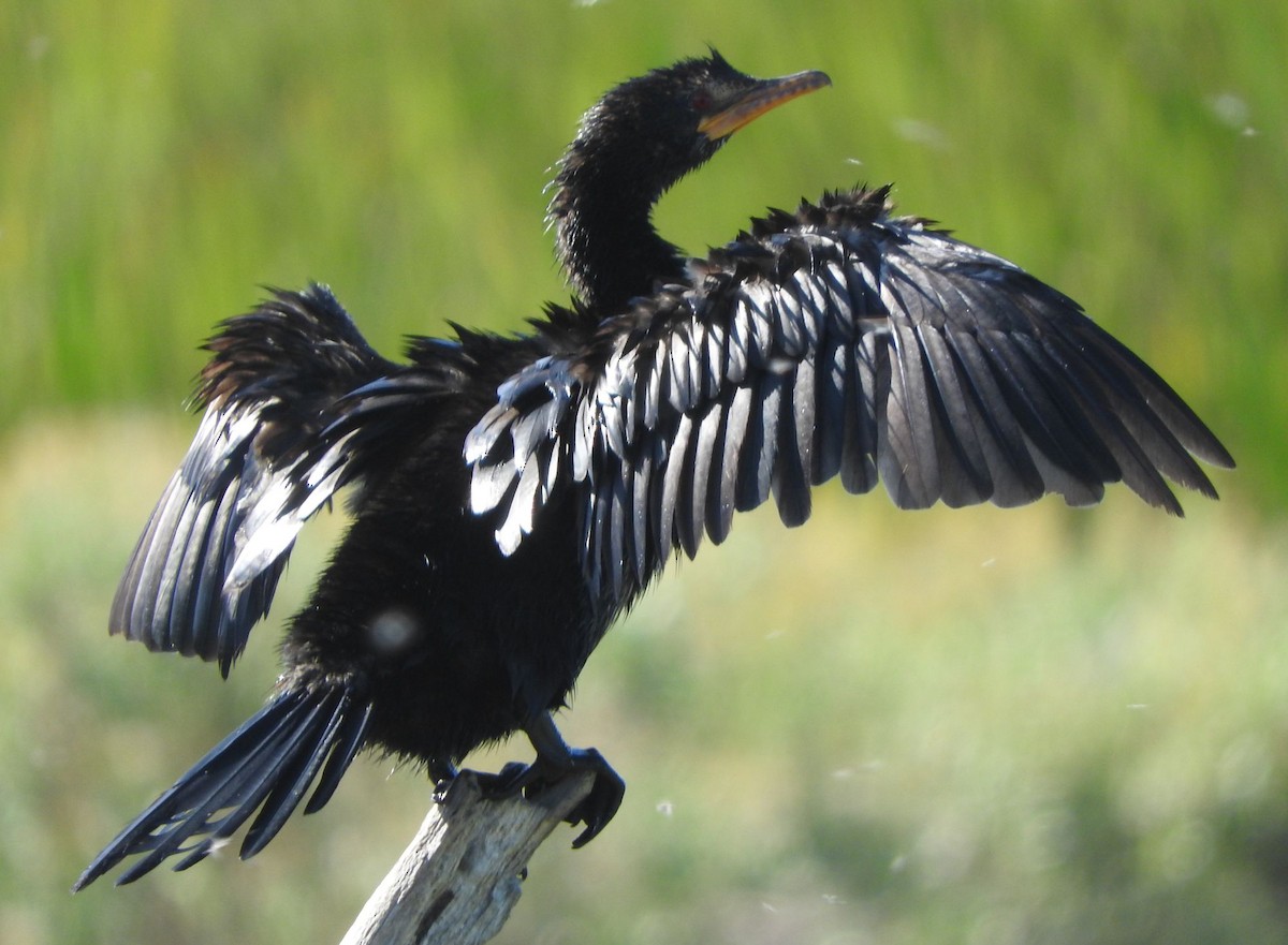 Uzun Kuyruklu Karabatak - ML646736257