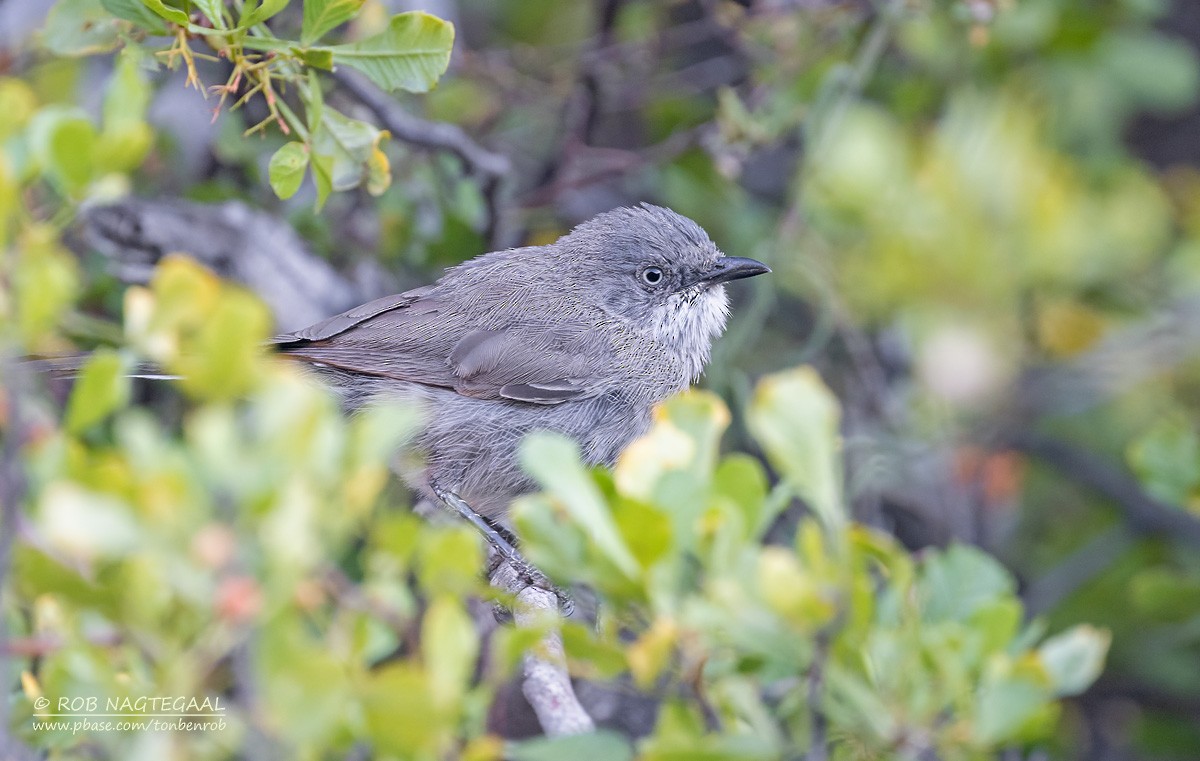 Layard's Warbler - ML646736259