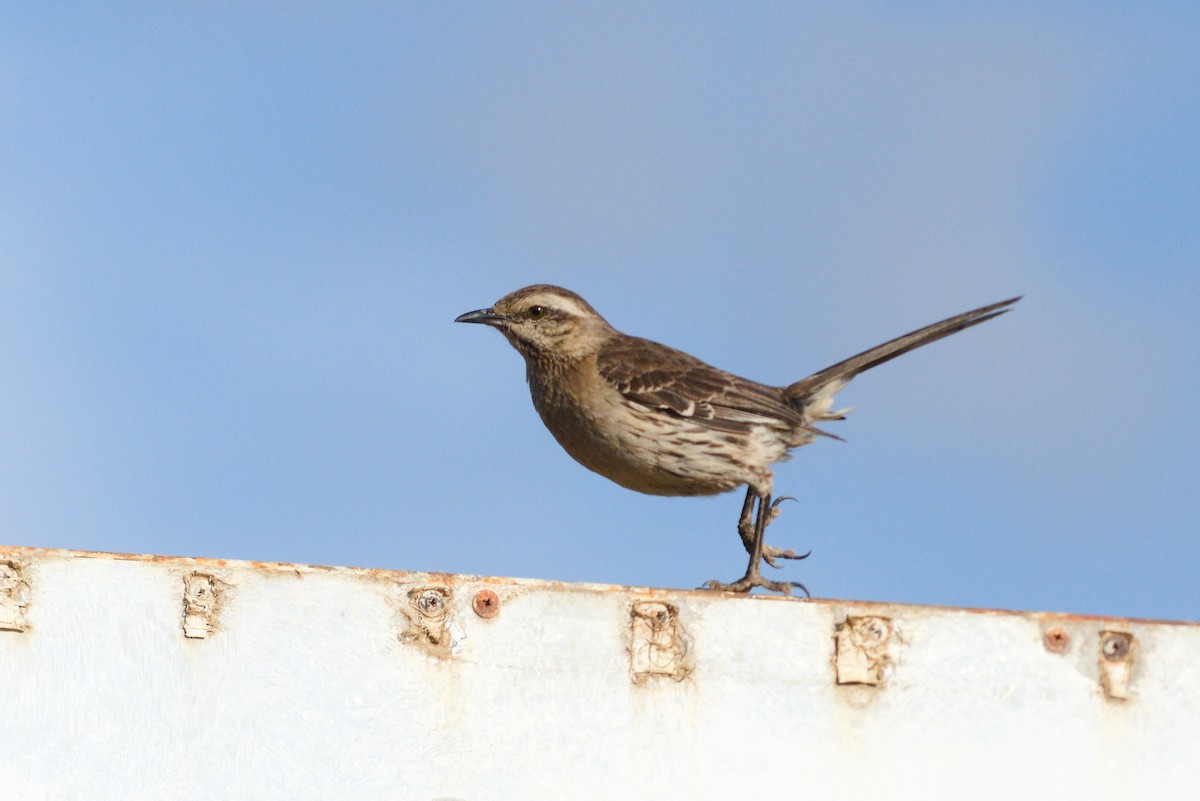 Chilean Mockingbird - ML646736263