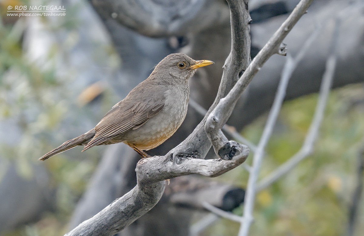 Karoo Thrush - ML646736265
