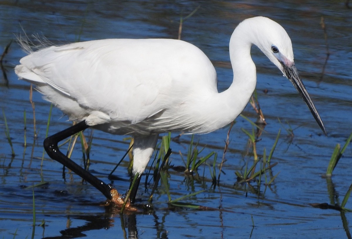 Garzetta (garzetta) - ML646736266