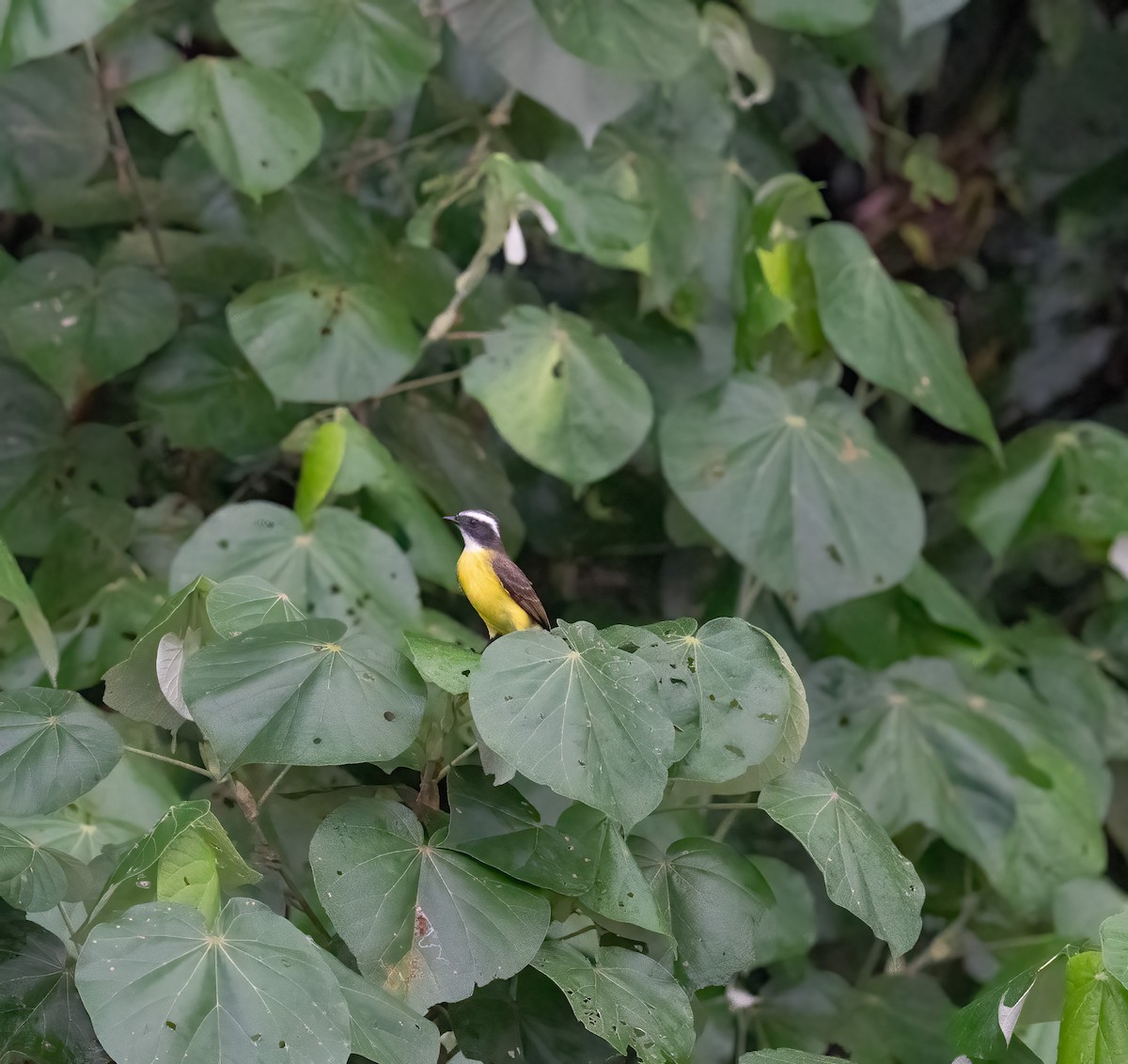 Social Flycatcher - ML646736268