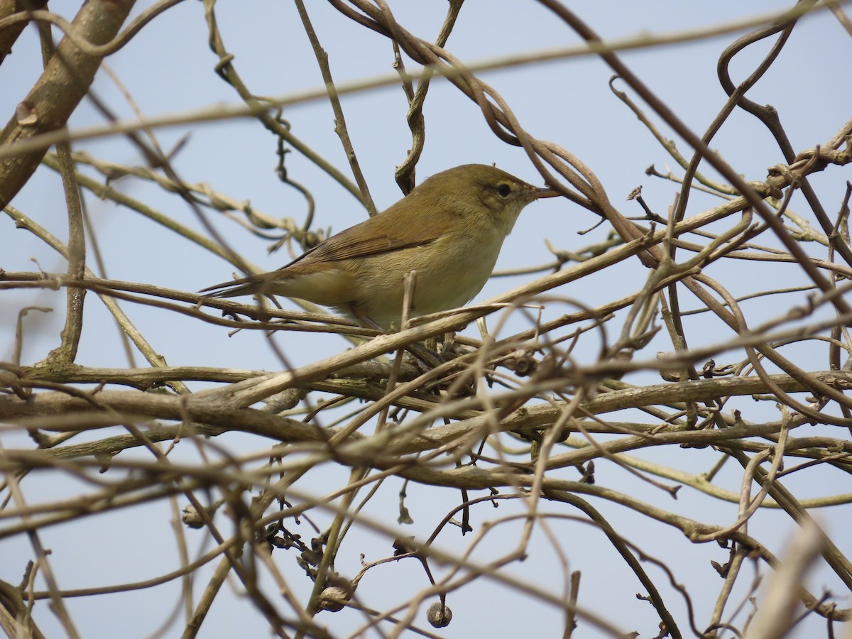 Бутны охил бялзуухай - ML646736269