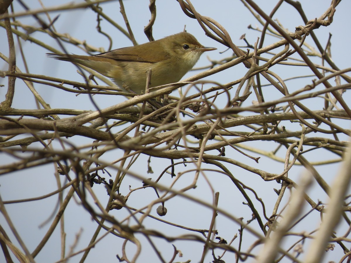 Бутны охил бялзуухай - ML646736270