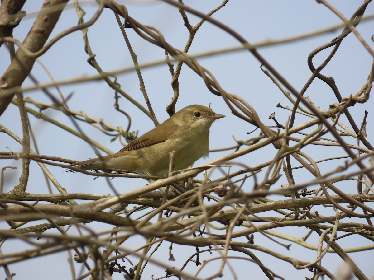 Бутны охил бялзуухай - ML646736271