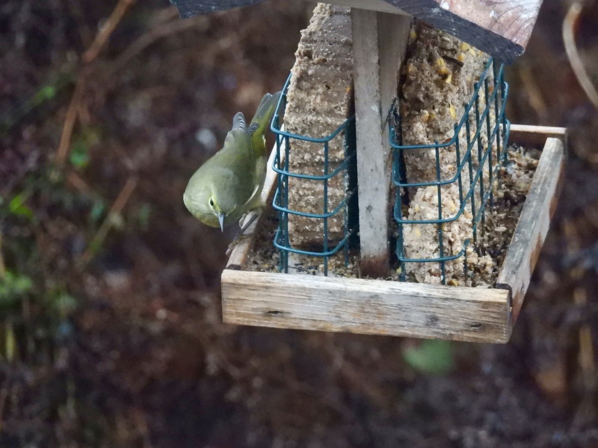 Orange-crowned Warbler - ML646736280