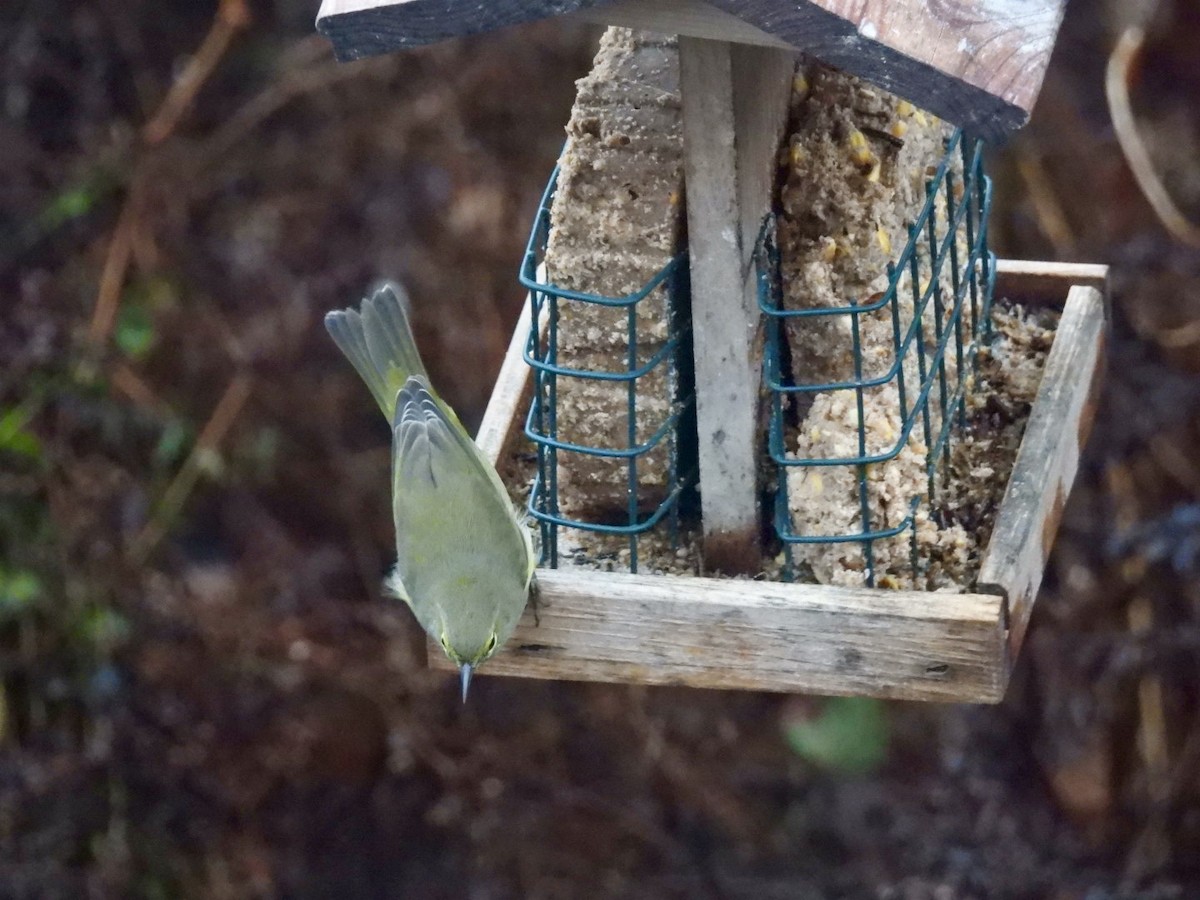 Orange-crowned Warbler - ML646736281