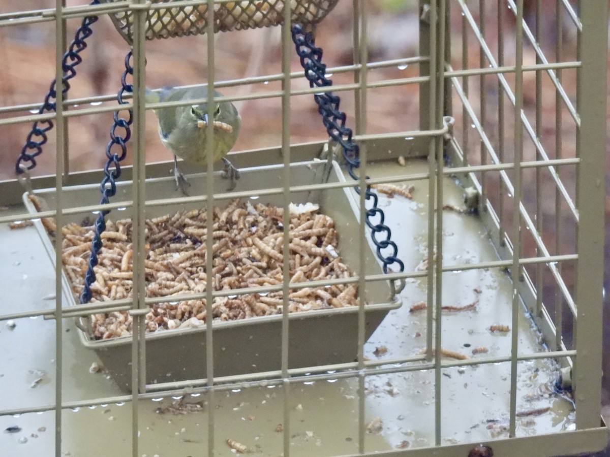 Orange-crowned Warbler - ML646736282