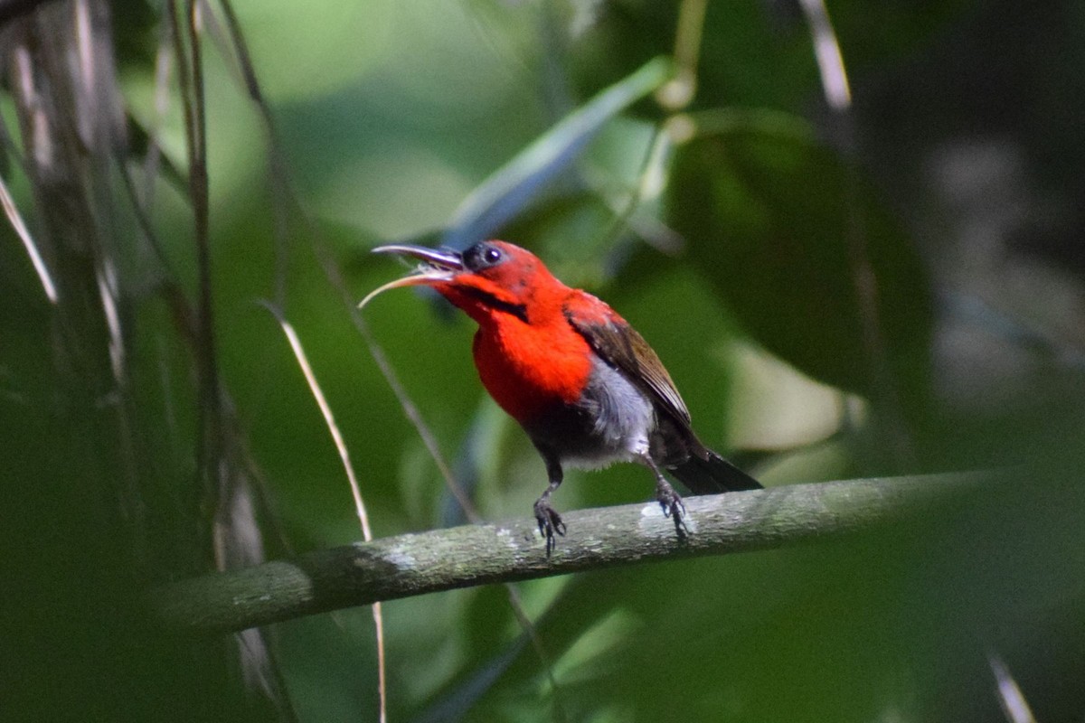 Crimson Sunbird - ML646736284