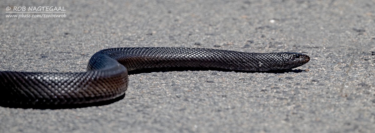 Mole Snake - ML646736285