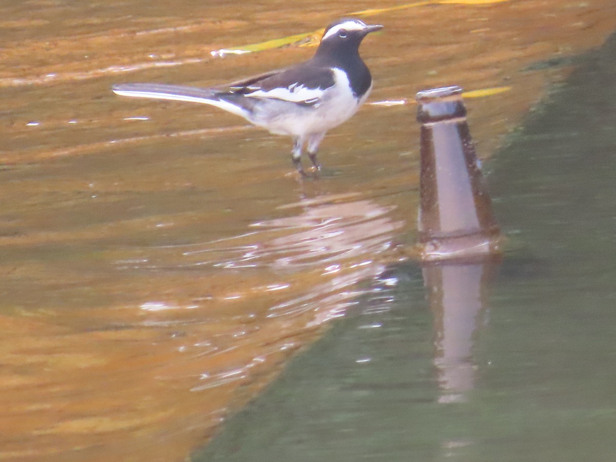 Bergeronnette indienne - ML646736289