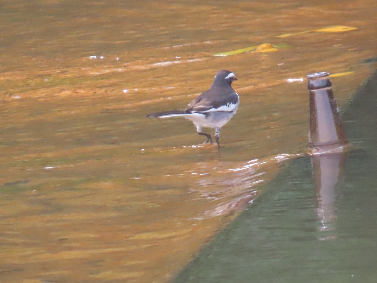 Bergeronnette indienne - ML646736290