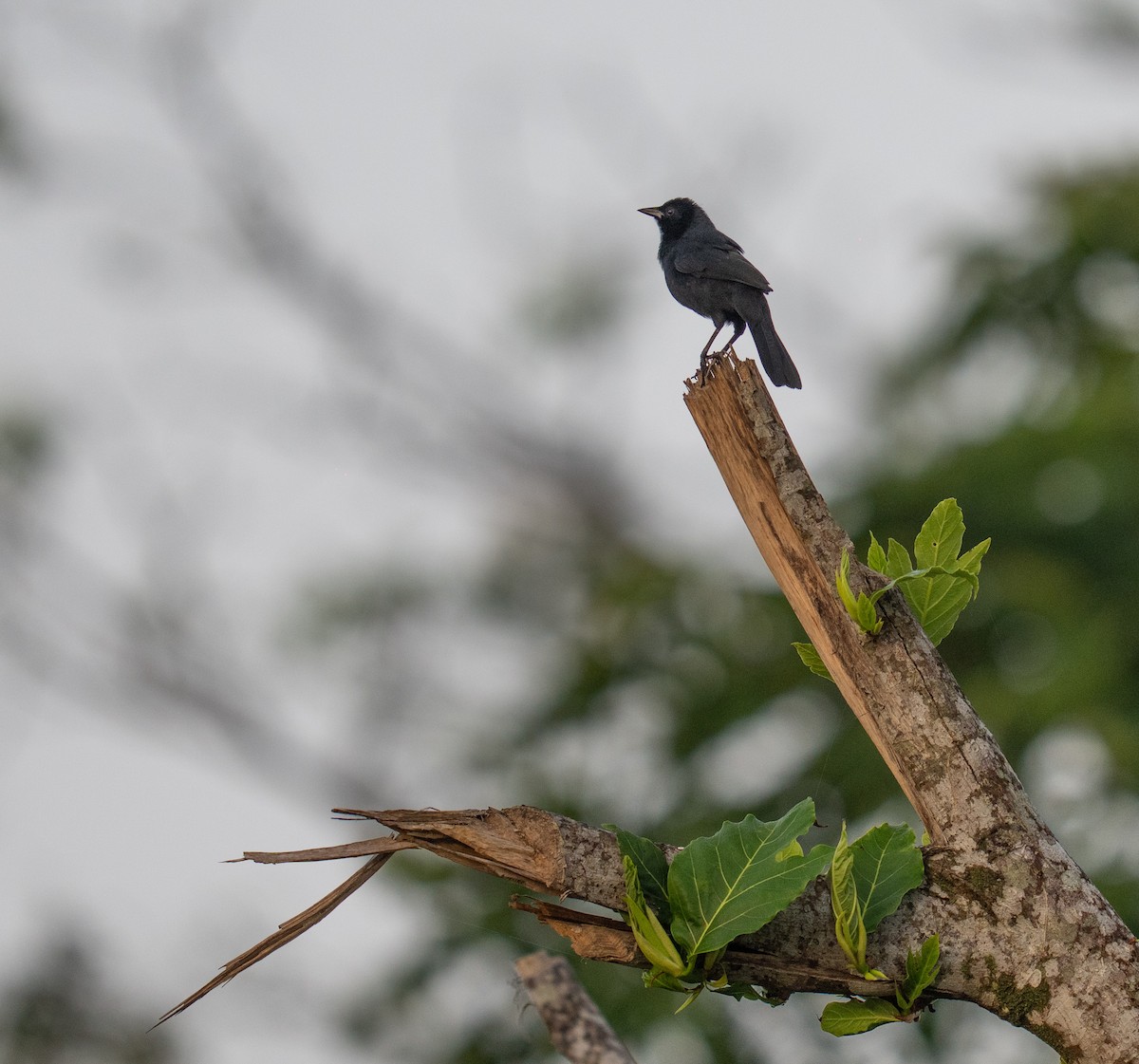 Melodious Blackbird - ML646736292