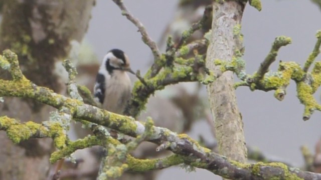 Lesser Spotted Woodpecker - ML646736293