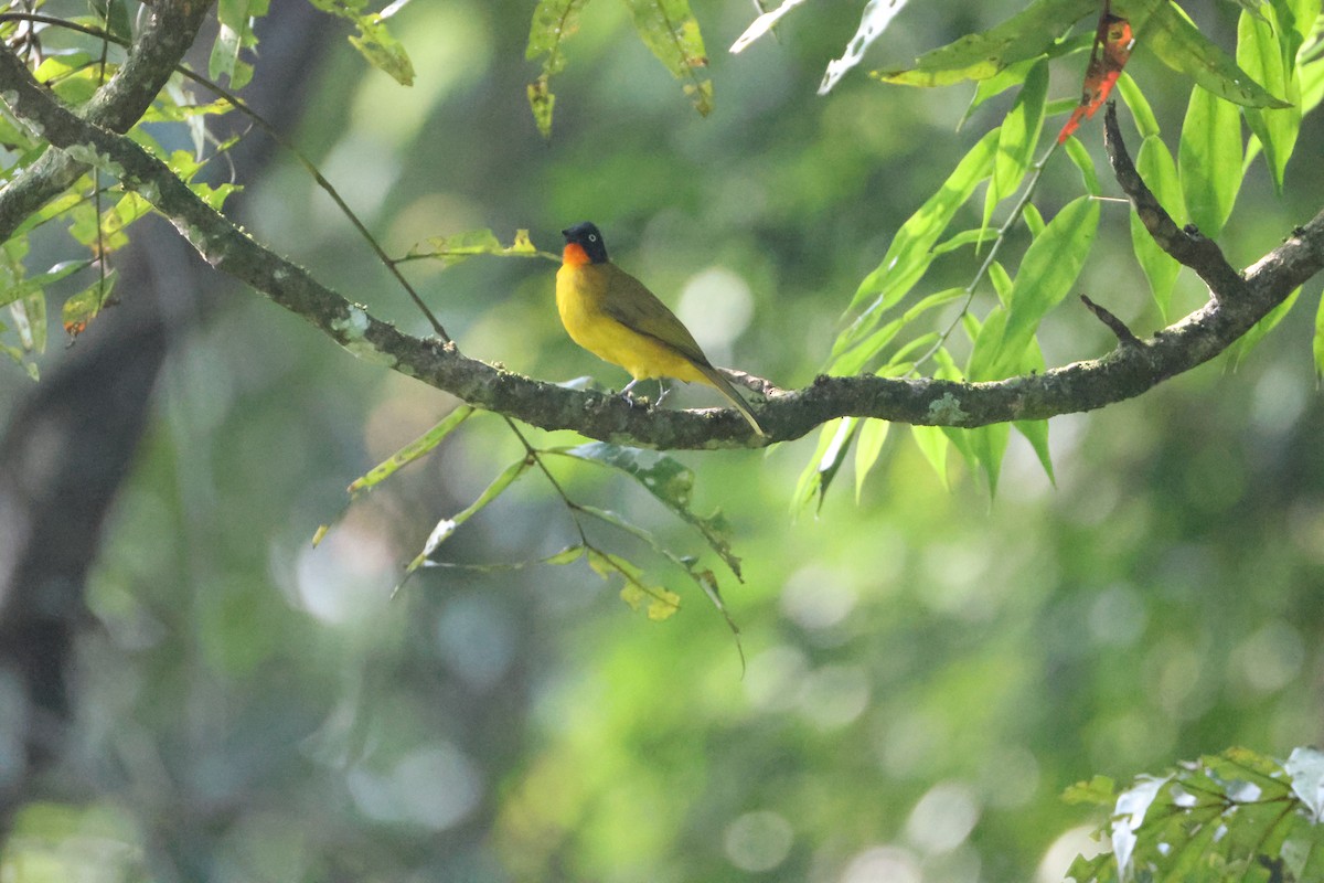Flame-throated Bulbul - ML646736297
