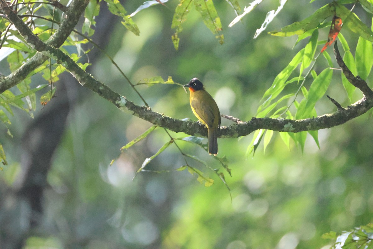 Flame-throated Bulbul - ML646736298