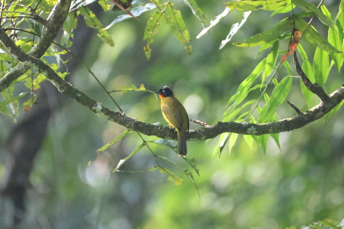 Flame-throated Bulbul - ML646736299