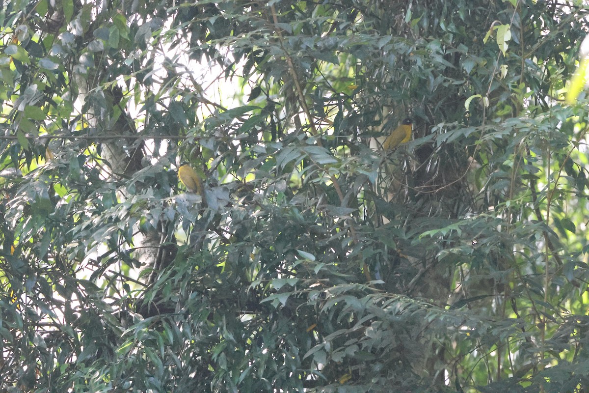 Flame-throated Bulbul - ML646736300