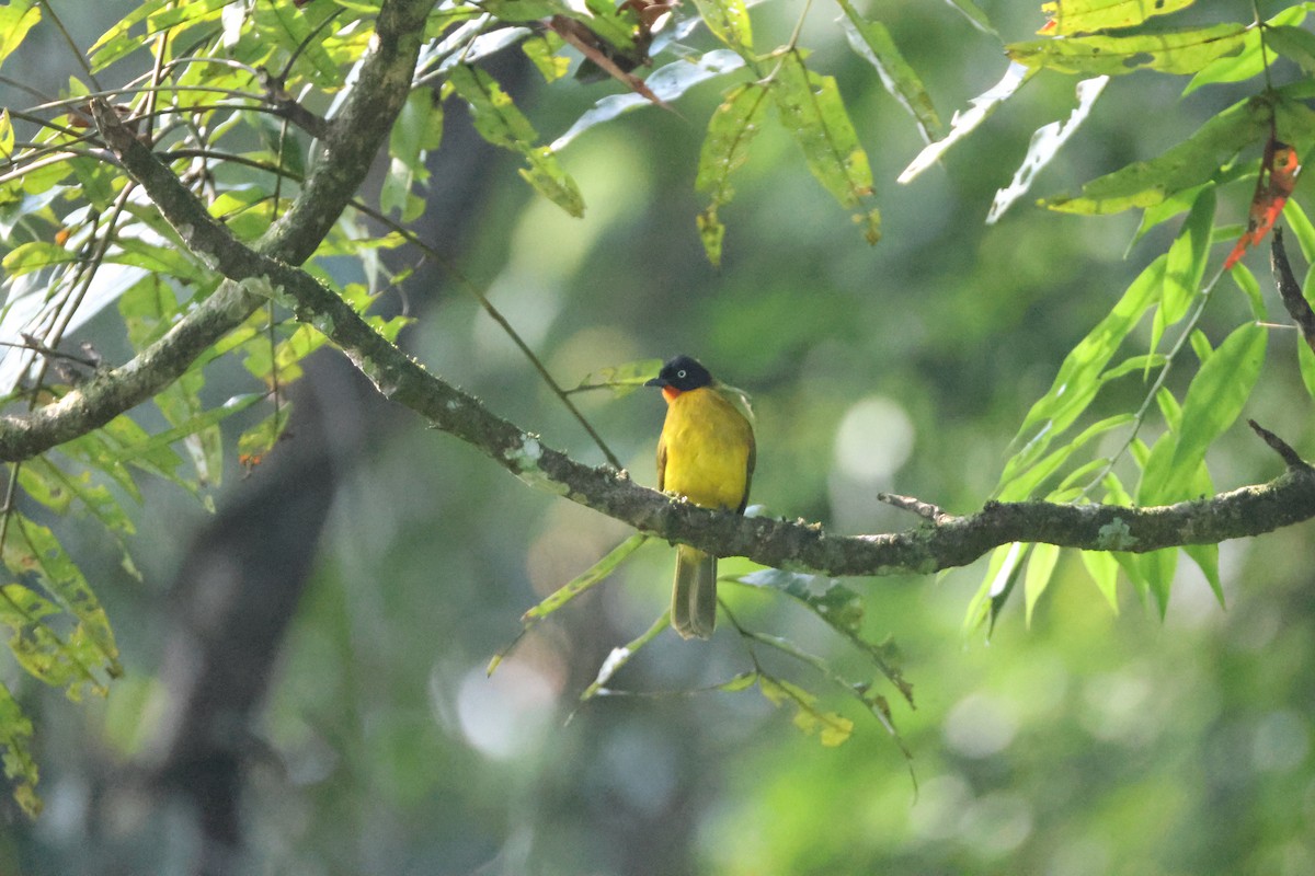 Flame-throated Bulbul - ML646736301
