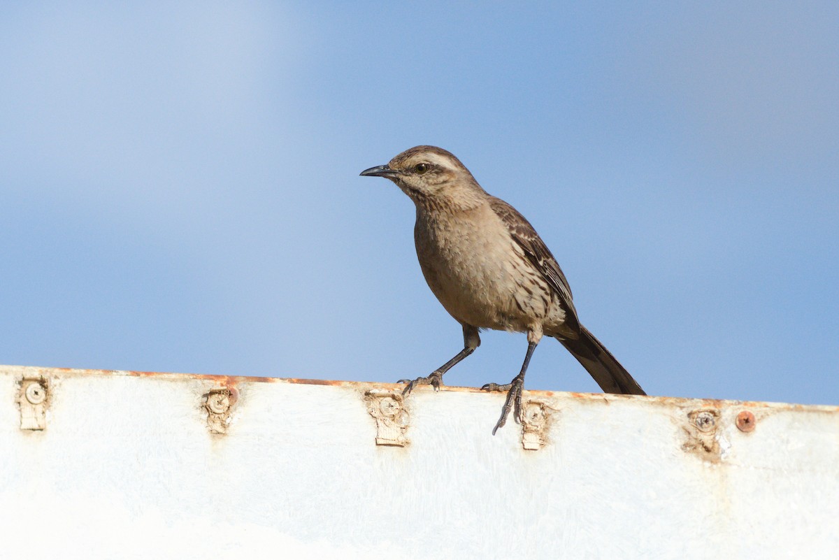 Chilean Mockingbird - ML646736303