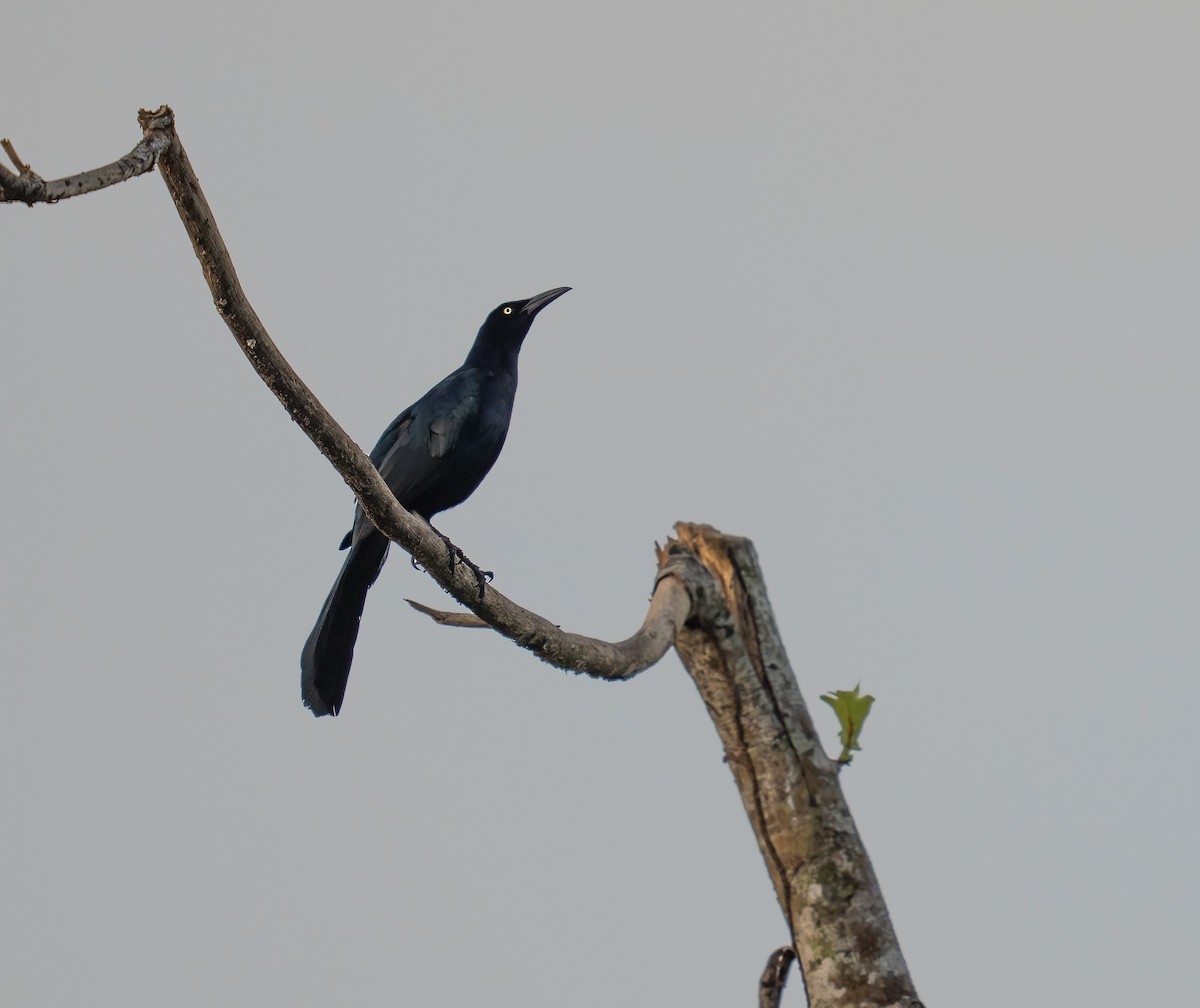 Great-tailed Grackle - ML646736305