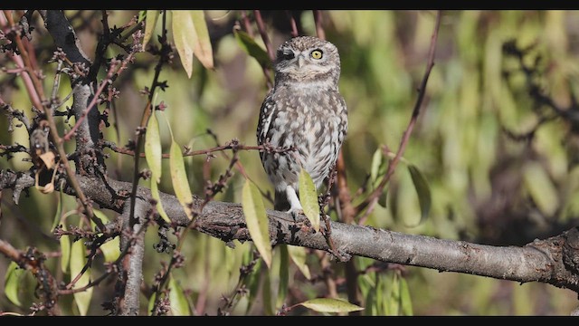 Little Owl - ML646736310