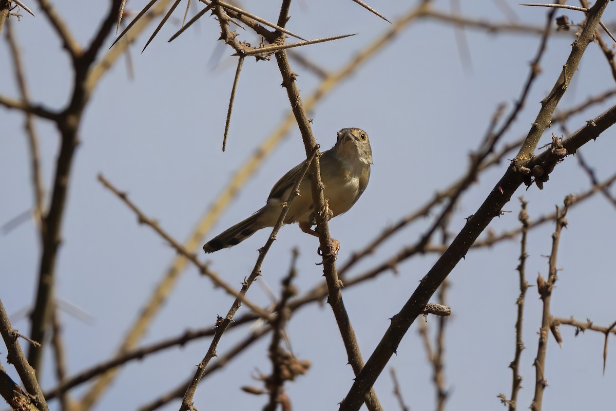 Rattling Cisticola - ML646736311
