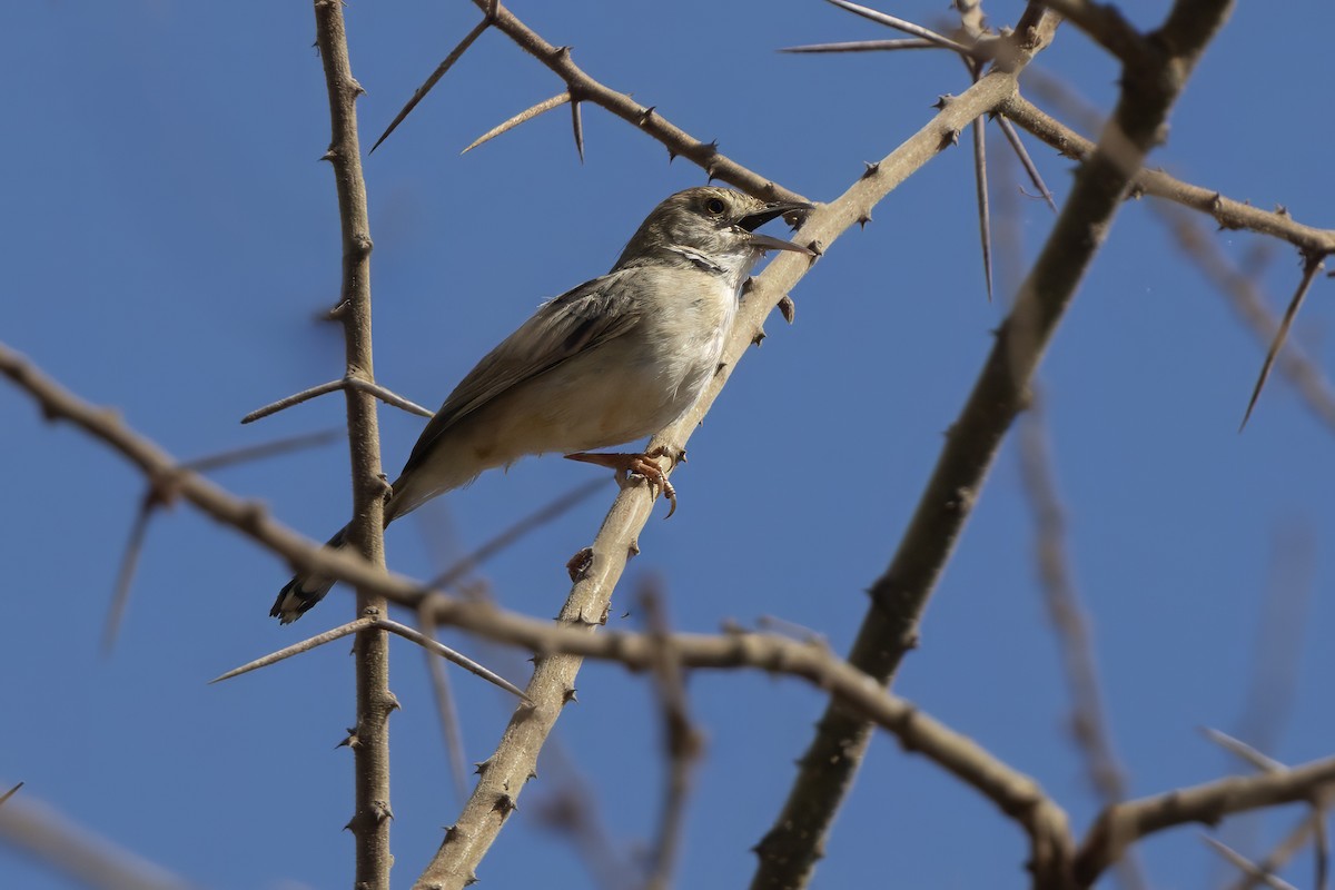 Rattling Cisticola - ML646736312