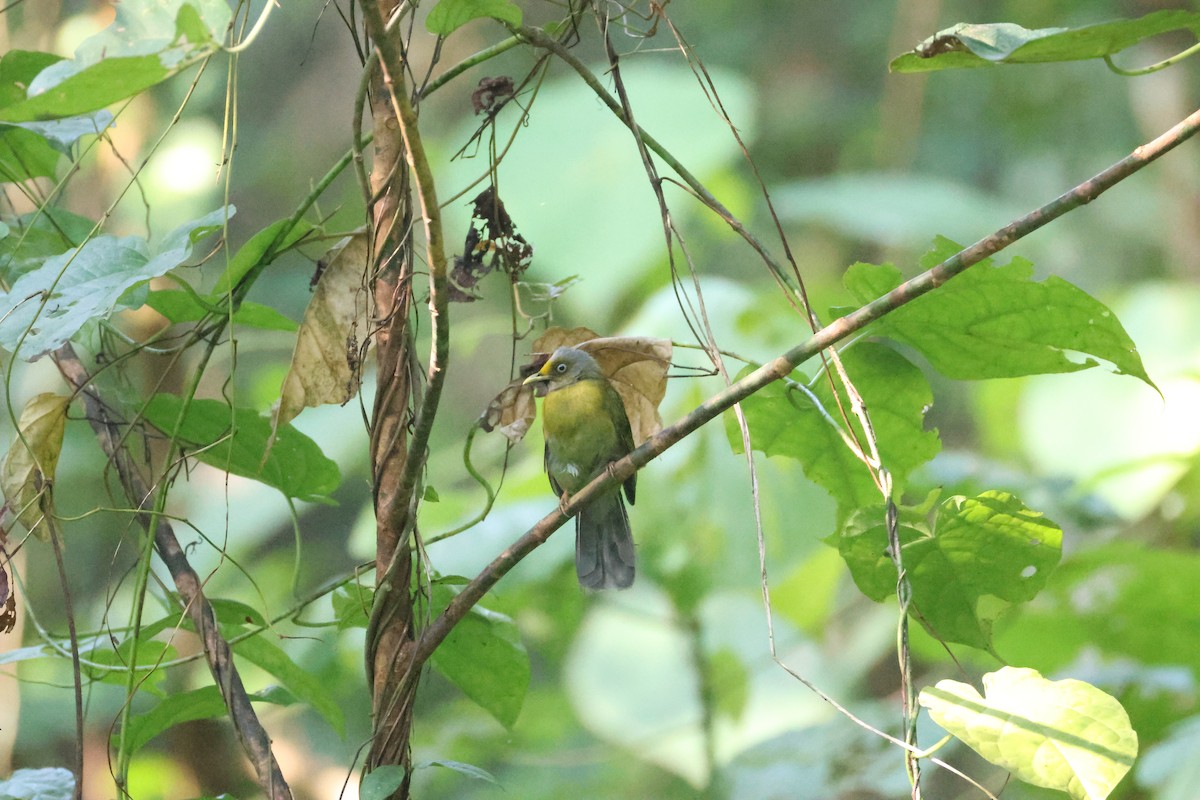 Gray-headed Bulbul - ML646736314