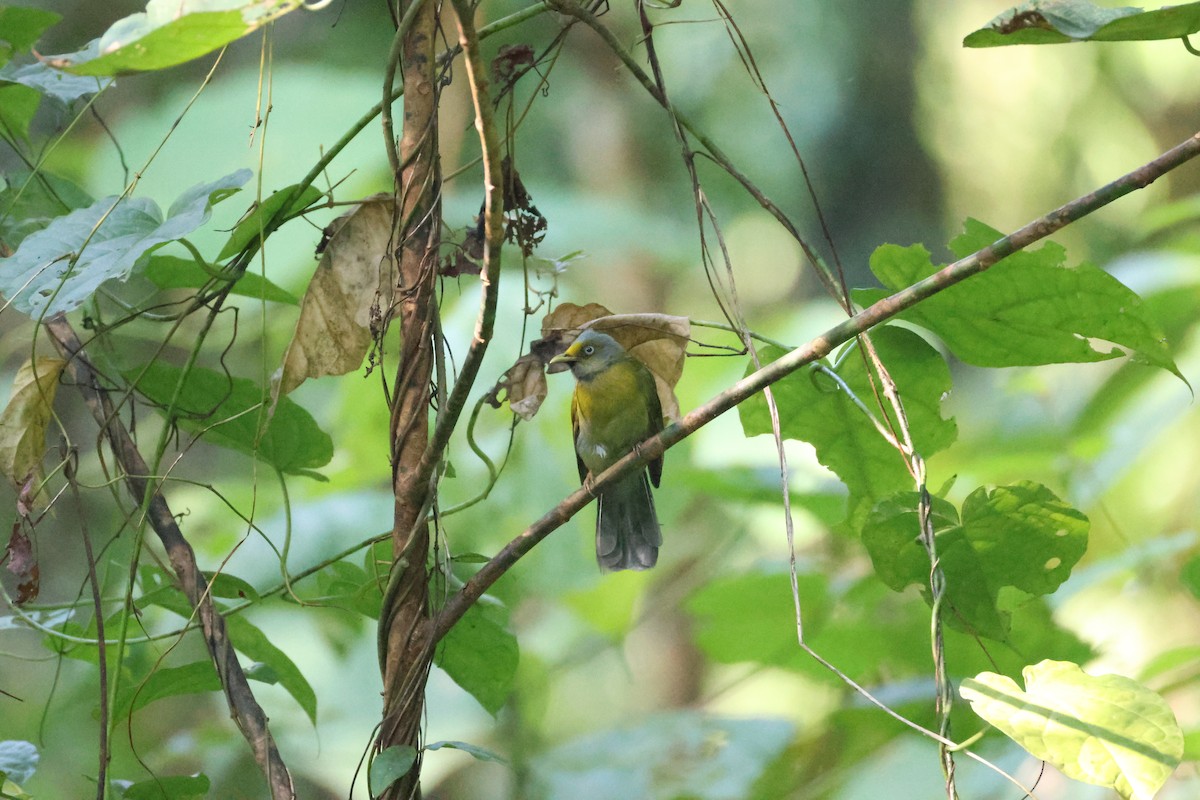 Gray-headed Bulbul - ML646736315