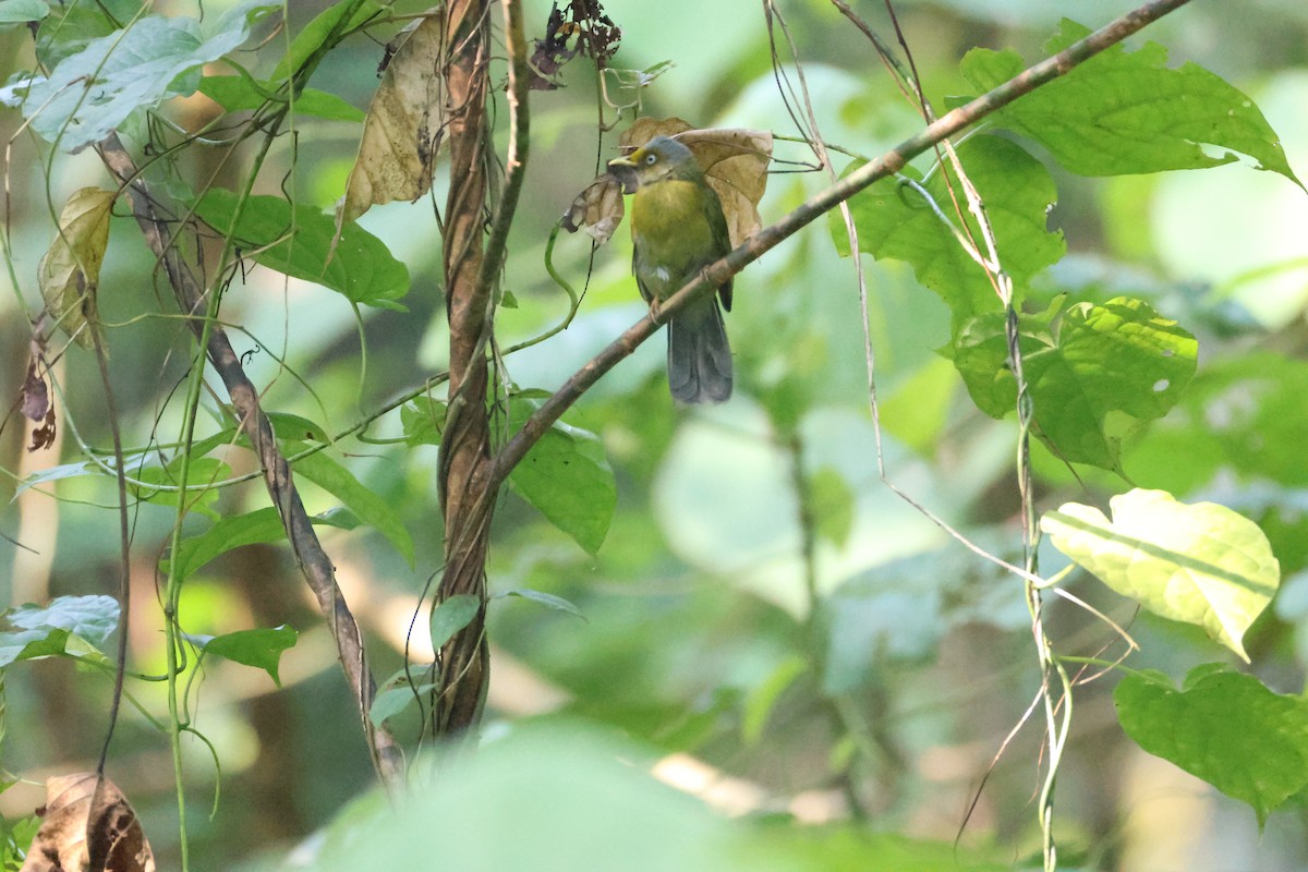 Gray-headed Bulbul - ML646736316