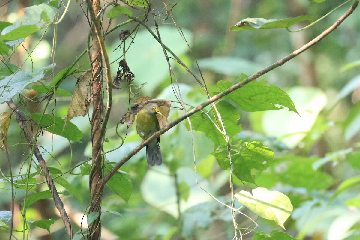 Gray-headed Bulbul - ML646736317