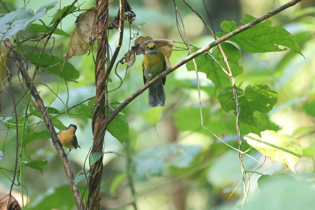 Gray-headed Bulbul - ML646736318