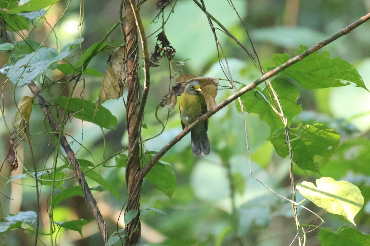 Gray-headed Bulbul - ML646736319